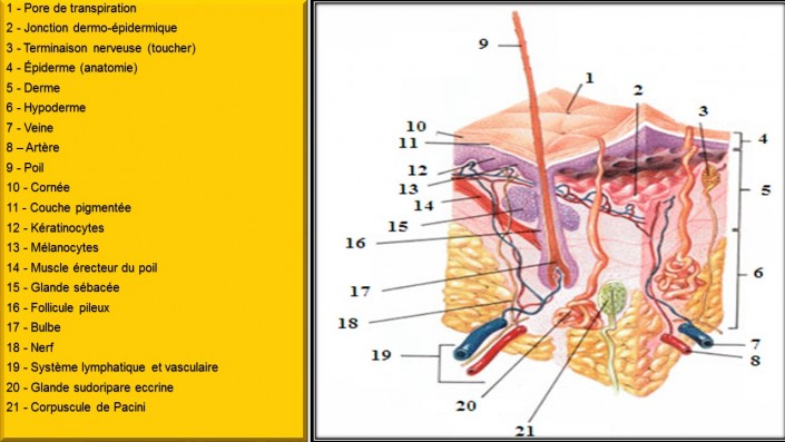 Diapositive2